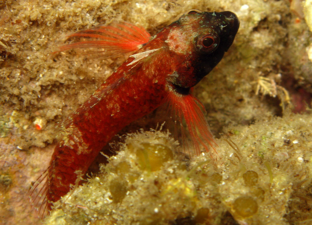 Enneapterygius atrogulare